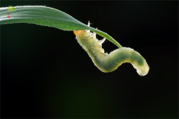 Wheat leaf wasp