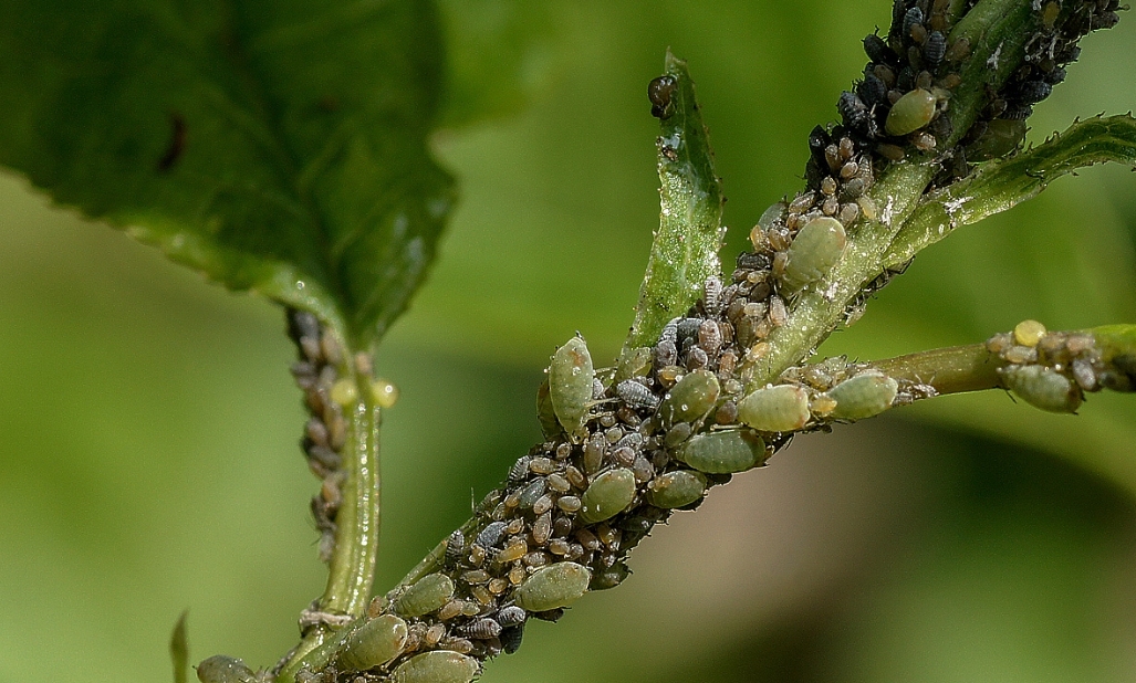 Aphids